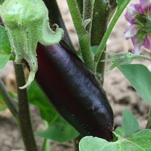 Eggplant, Kurume Long Rare Japanese Eggplant  Seeds