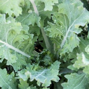 Kale, Siberian Kale Seeds