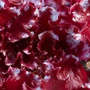 Lettuce, Organic Red Velvet Lettuce Seeds - Rich Burgundy Two-Toned Leaves