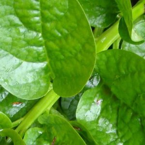 Spinach, Malabar Spinach - Climbing Spinach - Rare Edible