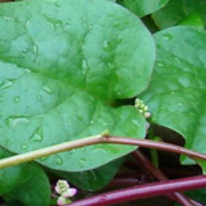 Spinach, Red Malabar Spinach Seeds - Rare & Highly Nutritious - Easy to Grow