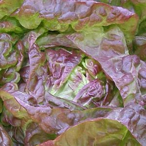 Lettuce, Merveille des Quatre Saisons Lettuce Seeds - Lovely French Heirloom