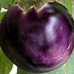 Eggplant, Kamo Eggplant Seeds - Rare Japanese Eggplant Delicacy in Fine Japanese Resaurants