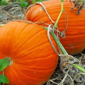 Pumpkin, Connecticut Field Pumpkin Seeds - Perfect Duo Use Heirloom - Carving Pumpkin and Excellent for Pies