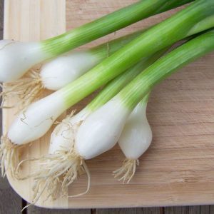 Onion, Tokyo Long White Bunching Onion - Prolific Japanese Bunching Onion