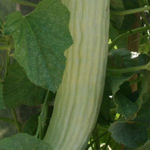 Cucumber, Armenian Cucumber Seeds - Rare & Unique Heirloom