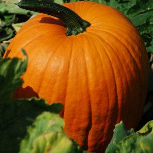 Pumpkin, Jack O'Lantern Pumpkin Seeds - Excellent Carving and Eating Pumpkin