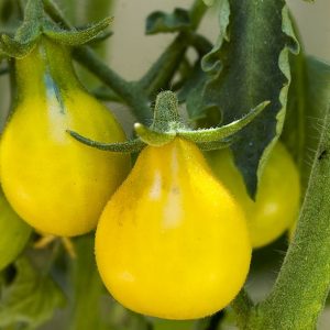 Tomato,  Yellow  Pear Tomato Seeds - Adorable and Prolific Heirloom