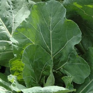 Collards, Champion Collards Seeds - Delicious Easy to Grow Heirloom