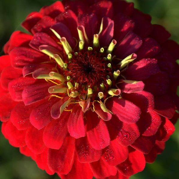 Zinnia, Giant Scarlet Flame Zinnia Seeds - Bright Bold Red Beauty