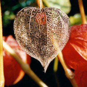 Chinese Lanterns, Chinese Lanterns Seeds - Highly Decorative Perennial Very Easy to Grow