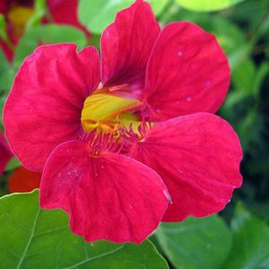 Nasturtium, Cherry Rose Nasturtium Seeds - Rare Heirloom with Unique Flower Color