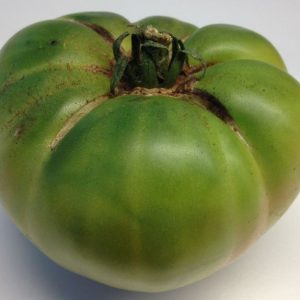 Tomato, Organic Aunt Ruby's German Green Tomato Seeds - Flavorful Tennessee Heirloom