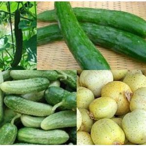 Cucumber Seed Collection - 8 Packets - Grow Your Own Delicious Cucumbers for Spring and Summer - Perfect Kitchen Garden Selection