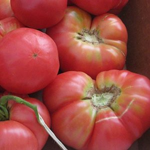 Tomato, Prudens Purple Tomato Seeds - Heirloom Tomato - 1lb Tomatoes Each