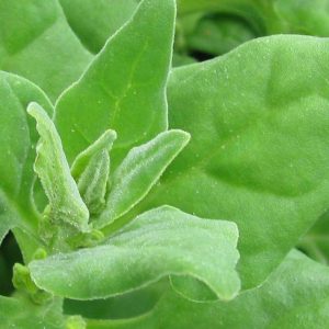 New Zealand Spinach, New Zealand Spinach Seeds - Rare Heirloom Prolific Heat Loving Spinach Substitute Chef Favorite