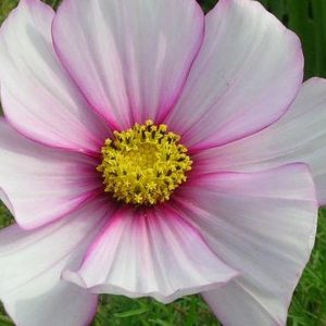 Cosmos, Summer Daydreams Cosmos Seeds - Perfect Cottage Garden Flowers Makes Delightful Bouquets