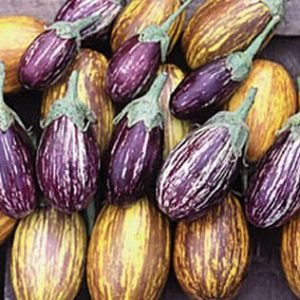Eggplant, Organic Udumalapet Eggplant Seeds - Rare Heirloom Eggplant from India Compact and Exceptionally Sweet Fruit Very Easy Beautiful