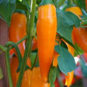 Pepper, Bulgarian Carrot Pepper Seeds - Beautiful Orange Carrot-Like HOT Heirloom Pepper