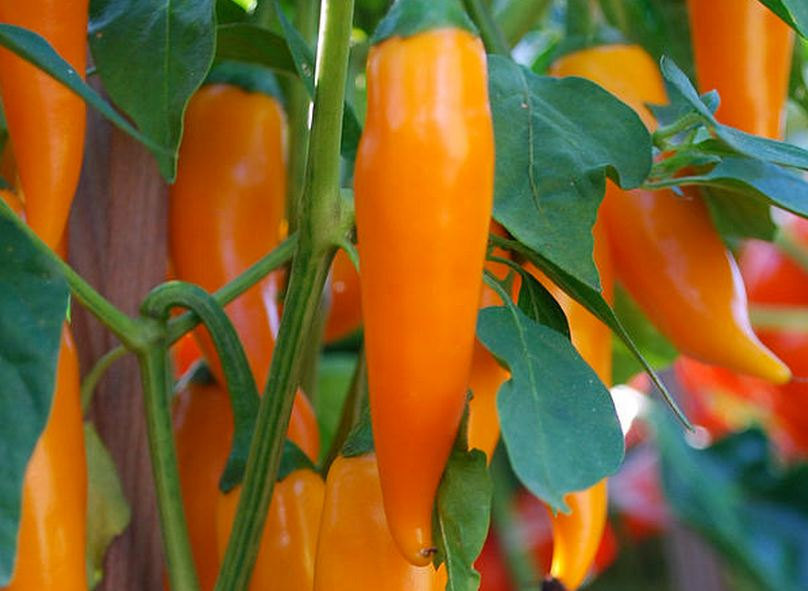 35 Organic Bulgarian Orange Carrot  Pepper seeds HOT heirloom NightShade Farm 