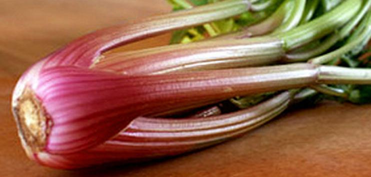 Organic Redventure Celery Seeds Beautiful Celery Tasty Flavor | The Garden Studio Shop
