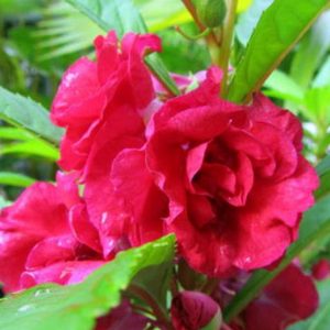 Balsam, Double Camellia Mix Balsam Seeds - Renown Heirloom from the Victorian Era