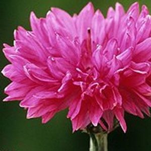 Cornflower, Red Boy Cornflower Bachelors Buttons Seeds - Heirloom Pink Beauty Turns Red with Age