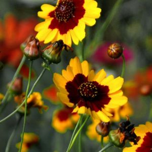Coreopsis, Dyer's Coreopsis Mix Seeds