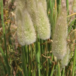 Grass, Hare's Tail Seeds - Darling Ornamental Bunny-Like Flowers