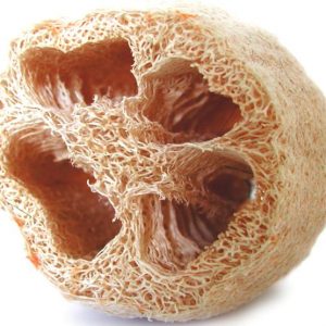 Gourd, Luffa Gourd Seeds - Your Own Organically Grown Luffa