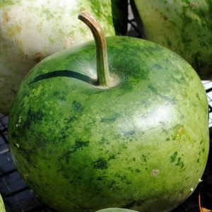 Gourd, Speckled Apple Gourd Seeds - Excellent for Fun Projects