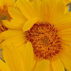 Heliopsis, Sunburst Heliopsis Seeds - Bright Sunny Perennial