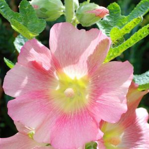 Hollyhock, Indian Spring Mix  Hollyhock Seeds - Beautiful Old Fashioned Cottage Garden Flower