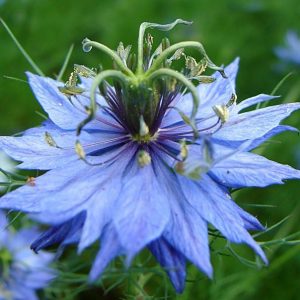 Nigella, Persian Jewels Mix  Seeds - Lovely Cottage Garden Cutting Flower with Dramatic Seed Heads