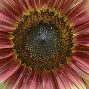 Sunflower, Ruby Eclipse Sunflower Seeds - Dramatic Sunflowers with Richly Colored Petals