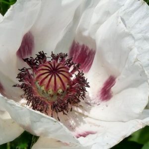 Poppy, Elka Poppy Seeds - Perfect Culinary Poppy Seeds Fine Flavor White Seeds Long Stems Great Garden Flower