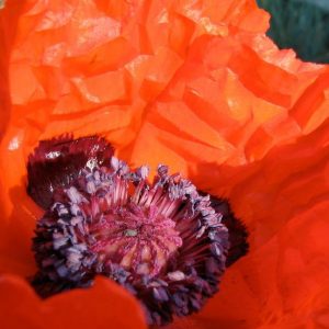 Poppy, Dwarf Allegro Poppy Seeds - Fantastic Hardy Perennial Poppy