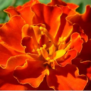 Marigold, Brocade Mix French Marigold Seeds