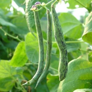Beans, Rattlesnake Pole Bean Seeds - Heirloom Easy to Grow Very Productive Beans