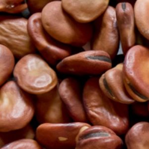 Beans, Windsor Fava Bean Seeds - Classic Heirloom Compact Plants