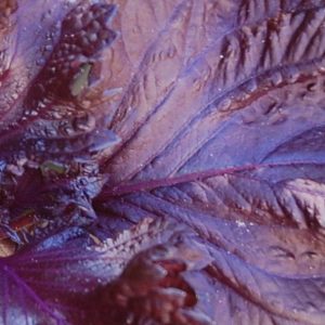 Basil, Purple Ruffles Basil Seeds | Lovely Plants with Large Deep Purple Leaves and Rare!