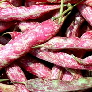 Beans, Organic Dragon Tongue Langerie Bean Seeds - Exceptional Dry Beans