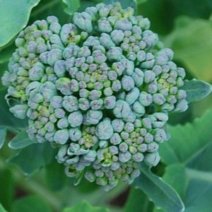 Broccoli, Piracicaba Broccoli Seeds - Wonderful All Season Broccoli Full of Sweetness