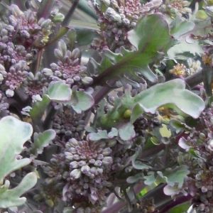 Broccoli, Organic Purple Peacock Broccoli Seeds - Gourmet Purple Broccoli Easy to Grow Rare Variety