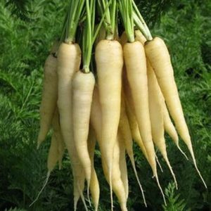 Carrot, White Satin Carrot Seeds