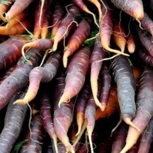 Carrot, Purple Haze Carrot Seeds - Lovely Purple Skin with Smooth Orange Interior Lovely Taste