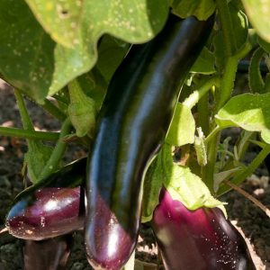 Eggplant, Diamond Eggplant Seeds