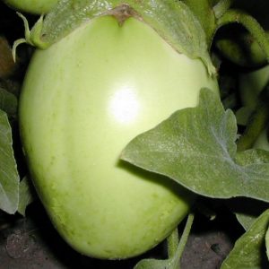 Eggplant, Organic Applegreen Eggplant Seeds