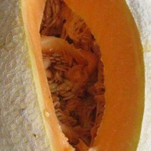 Melon, Pride of Wisconsin Muskmelon Seeds