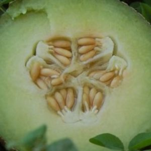 Melon, Rocky Ford  Muskmelon Seeds